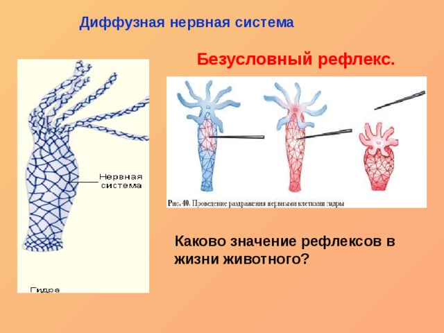 Kraken верификация